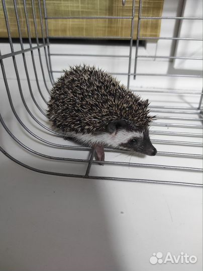 Африканский карликовый еж (девочка)