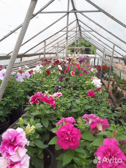 Рассада для дачи