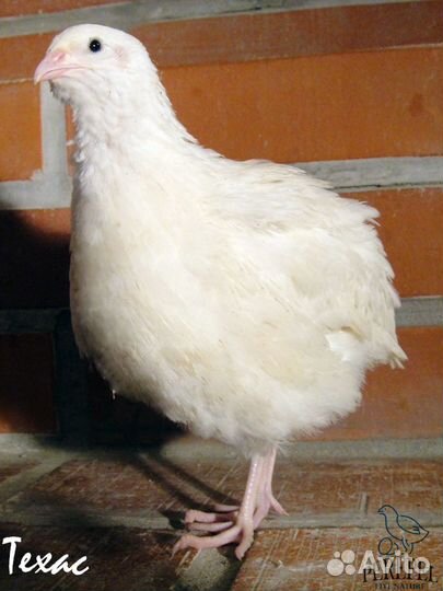 Перепела техасской, эстонской, маньчжурской породы