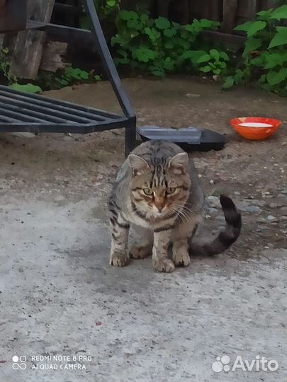 Кот в добрые руки