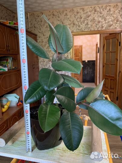 Большие фикусы эластика робуста