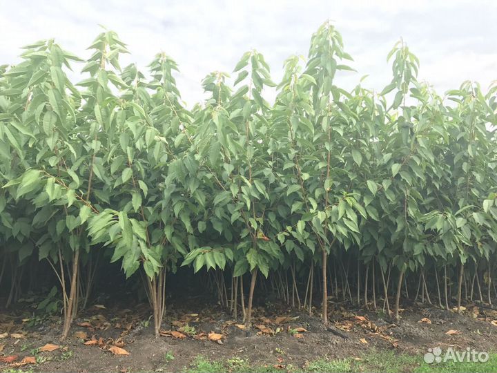Саженцы плодовых деревьев яблоня