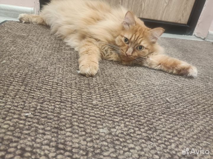 Кот в добрые руки