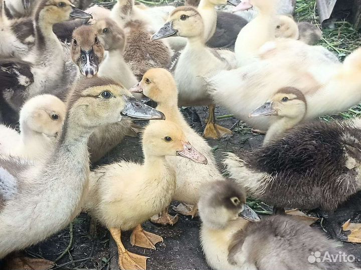 Утята индоутки