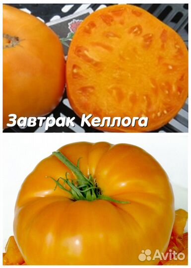 Рассада коллекционных томатов