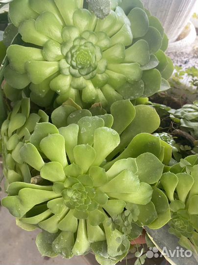 Комнатные растения