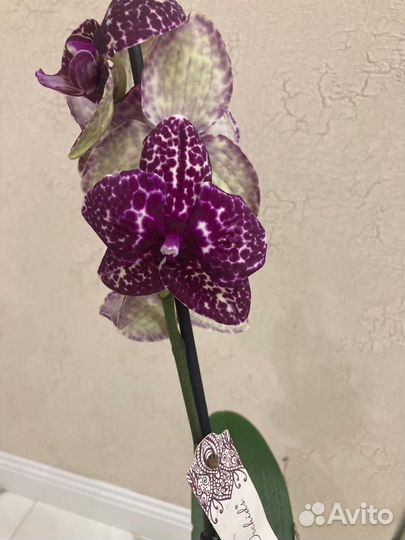 Орхидея дикий кот