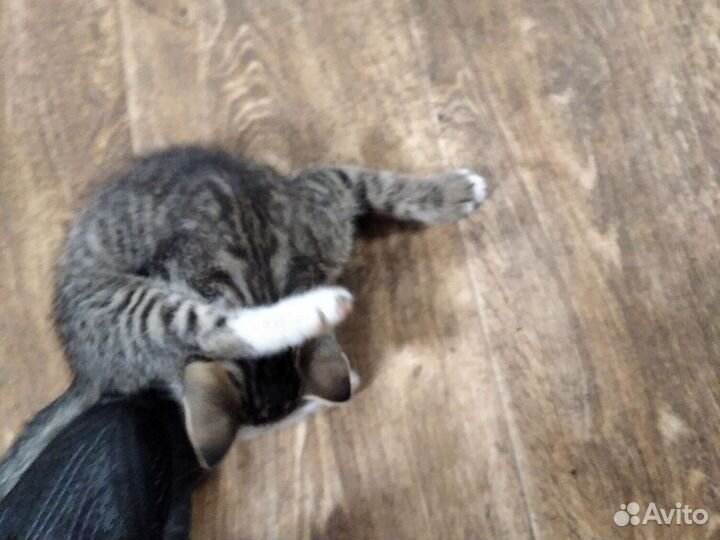 Кошка в дар бесплатно