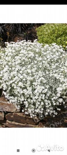 Ясколка войлочная