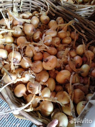 Лук репчатый