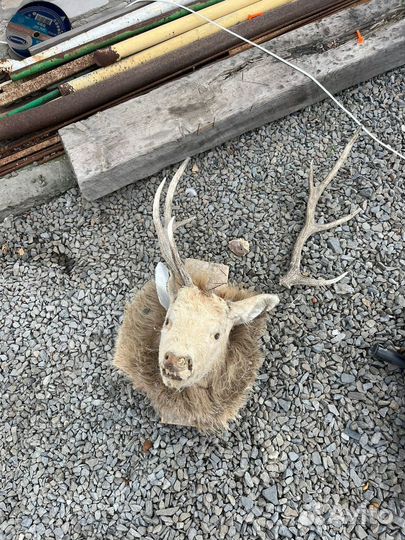 Cкупка Рогов