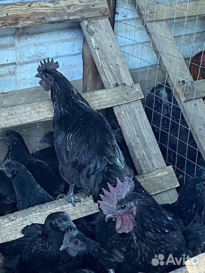 Молодые петухи Ухэйилюй в с.Великовечном