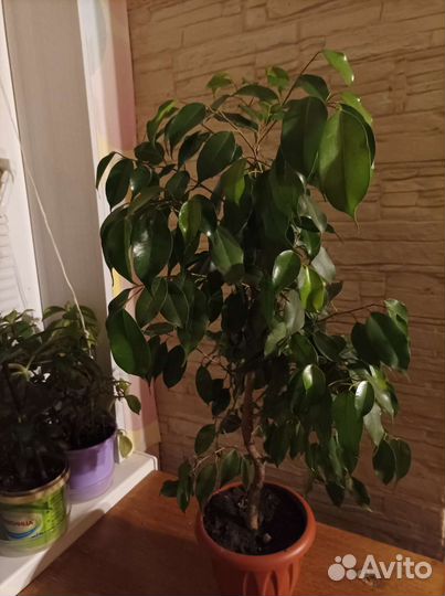 Фикус бенджамина