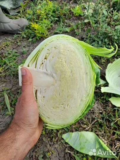 Капуста белокочанная оптом