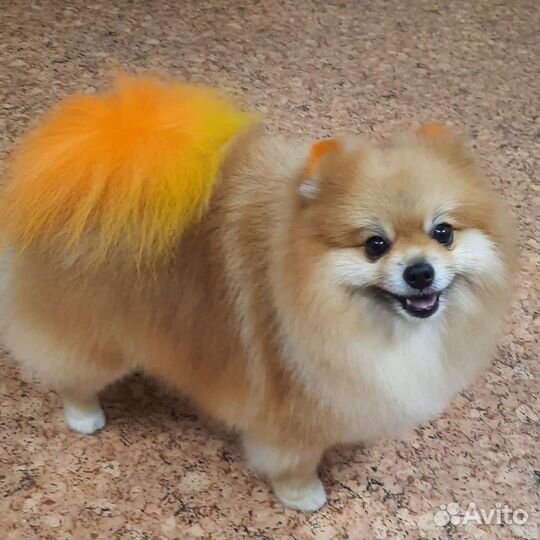 Грумер стрижка собак