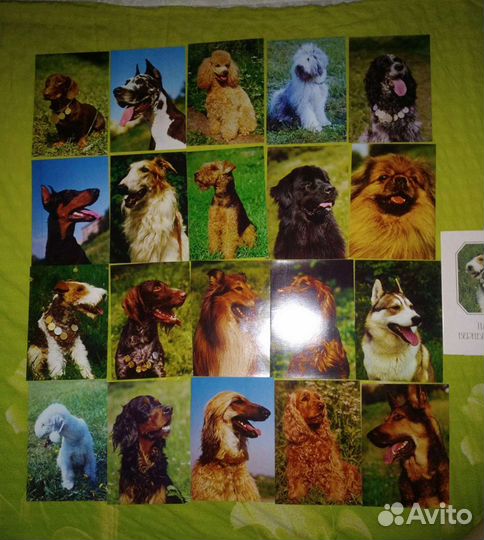 Открытки - животные