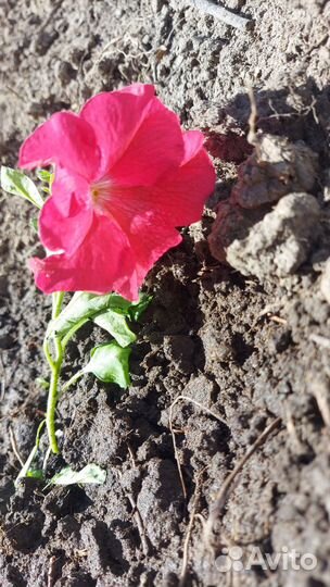 Рассада петунии