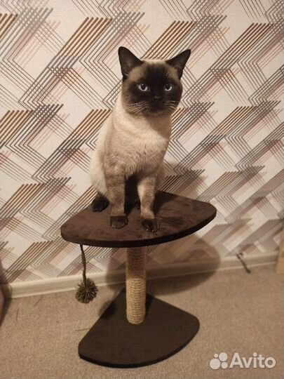 Когтеточка для котика