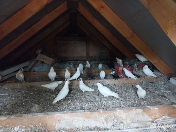 Продажа голубей
