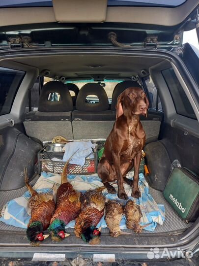 Щенки курцхаар