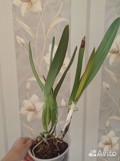 Продам орхидеи