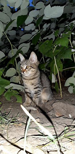 Котята бесплатно