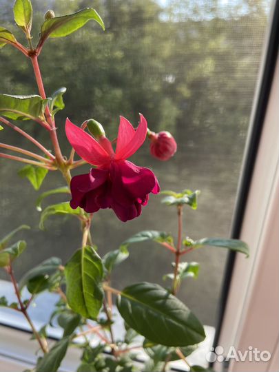 Фуксия General Monk Rot-Blau