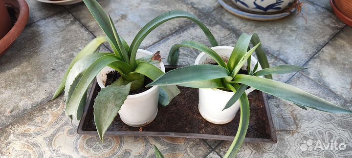 Агава голубая