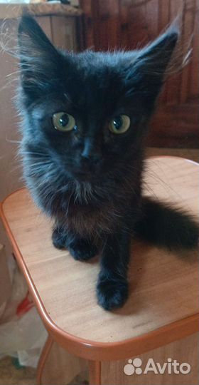 Котик в хорошие руки