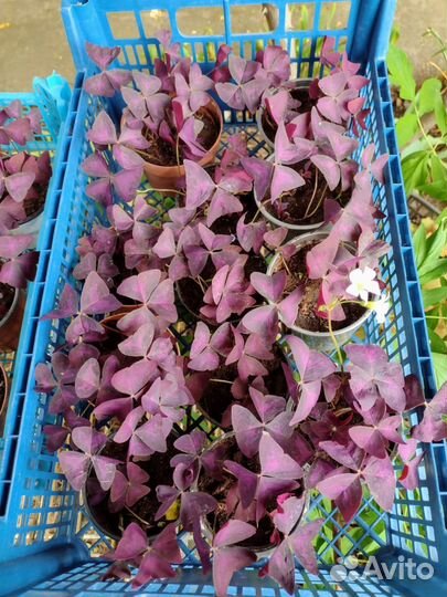 Кислица оксалис