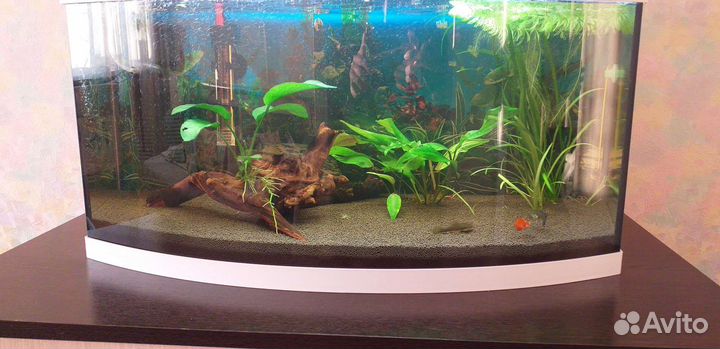 Аквариум