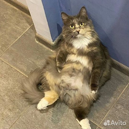 Котоняня, зооняня, котоситтер