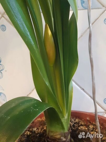 Гиппеаструм амараллис (лилия комнатная)