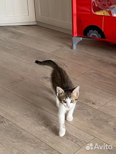 Котята в добрые руки бесплатно