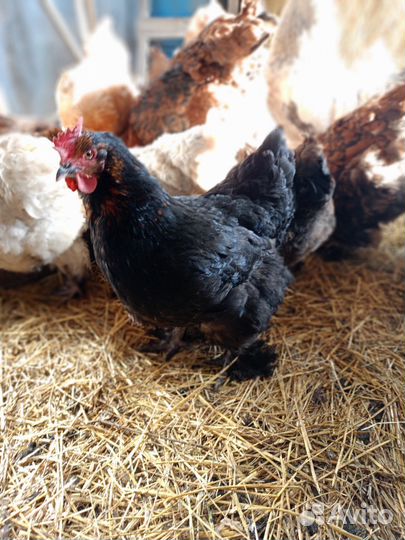 Цыплята мясо-яичной породы Брама