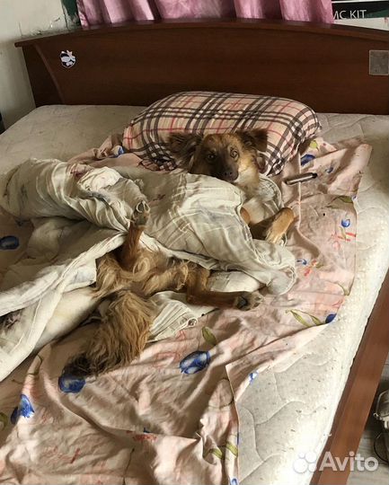 Щенок в добрые руки