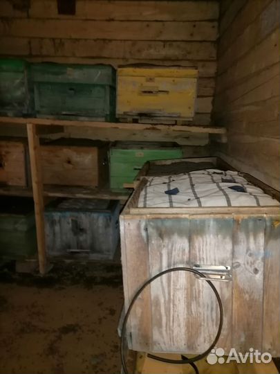 Пчелосемьи и пчелопакеты