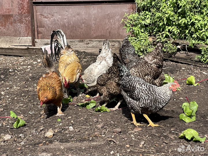 Куры несушки