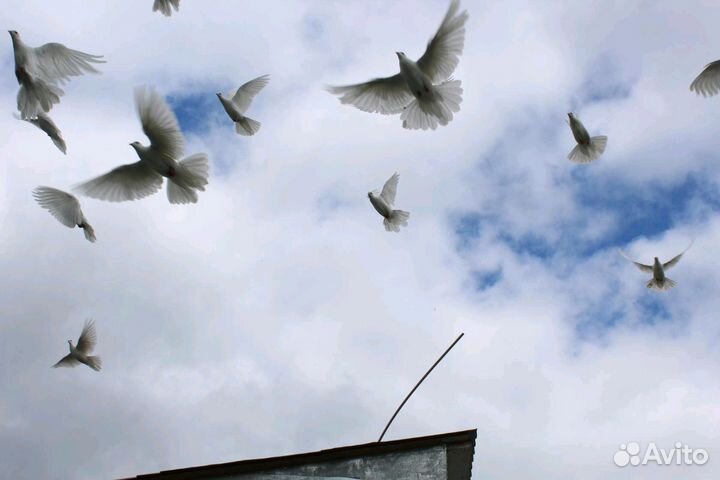 Голуби белые