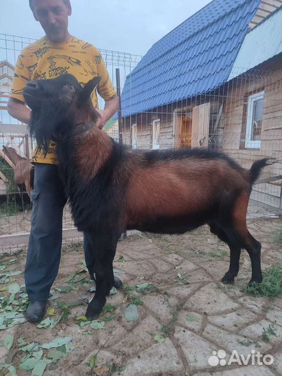 Предлагаю услуги козла