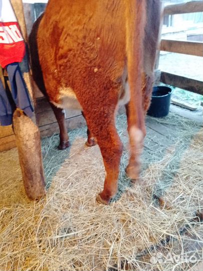 Корова первотелка