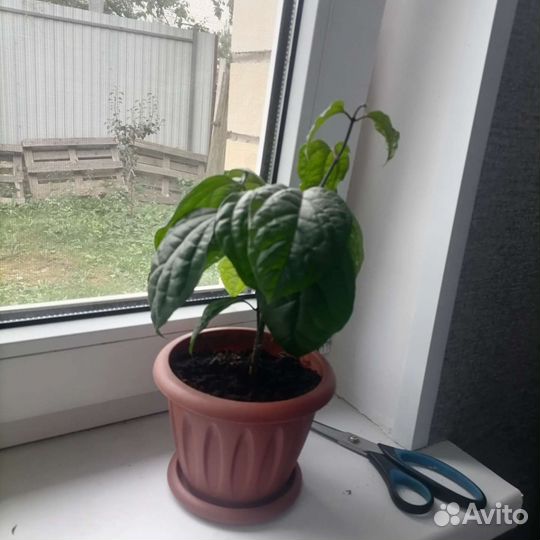 Клеродендрум Томпсона