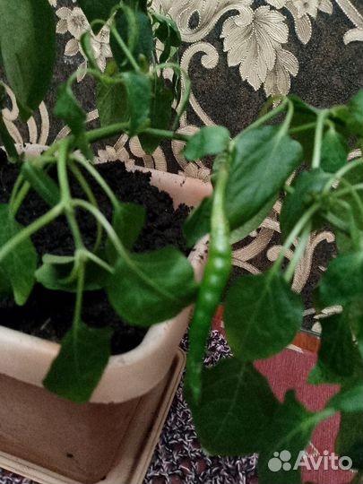 Перец комнатный острый