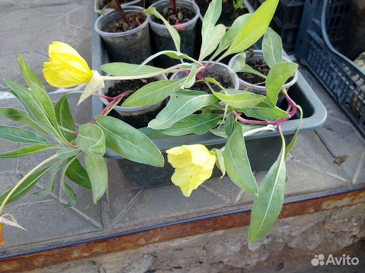 Энотера миссурийская