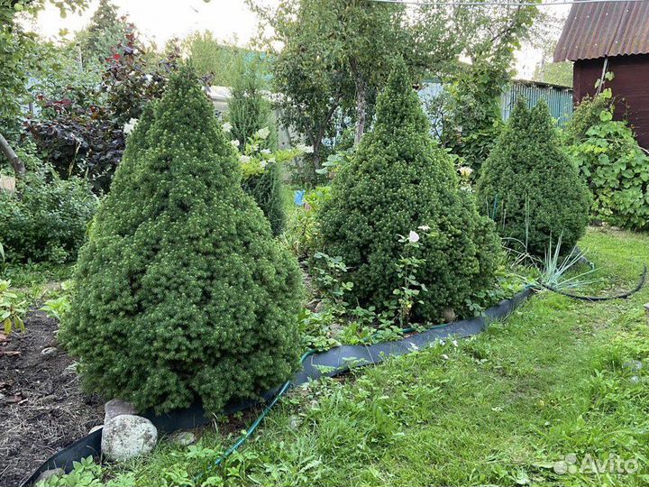 Ель канадская коника