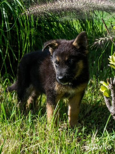 Щенок овчарки в добрые руки