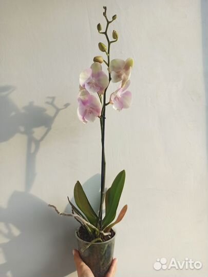 Орхидея фаленопсис 