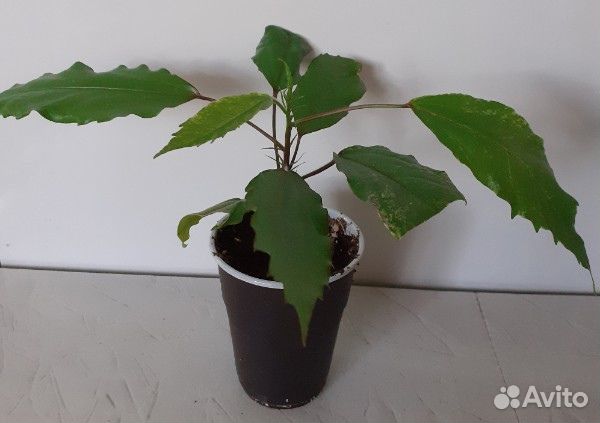 Комнатные растения