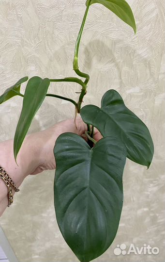 Филодендроны, сингониумы,Сциндапсусы