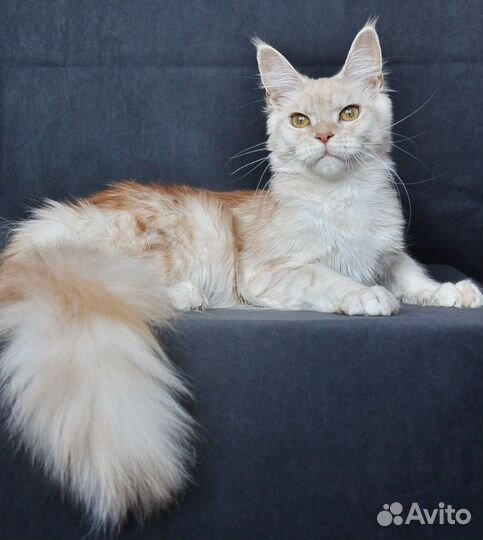 Девочка мейн кун